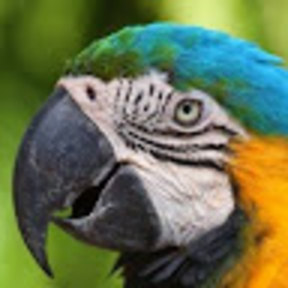 Meet your Posher, Valencia